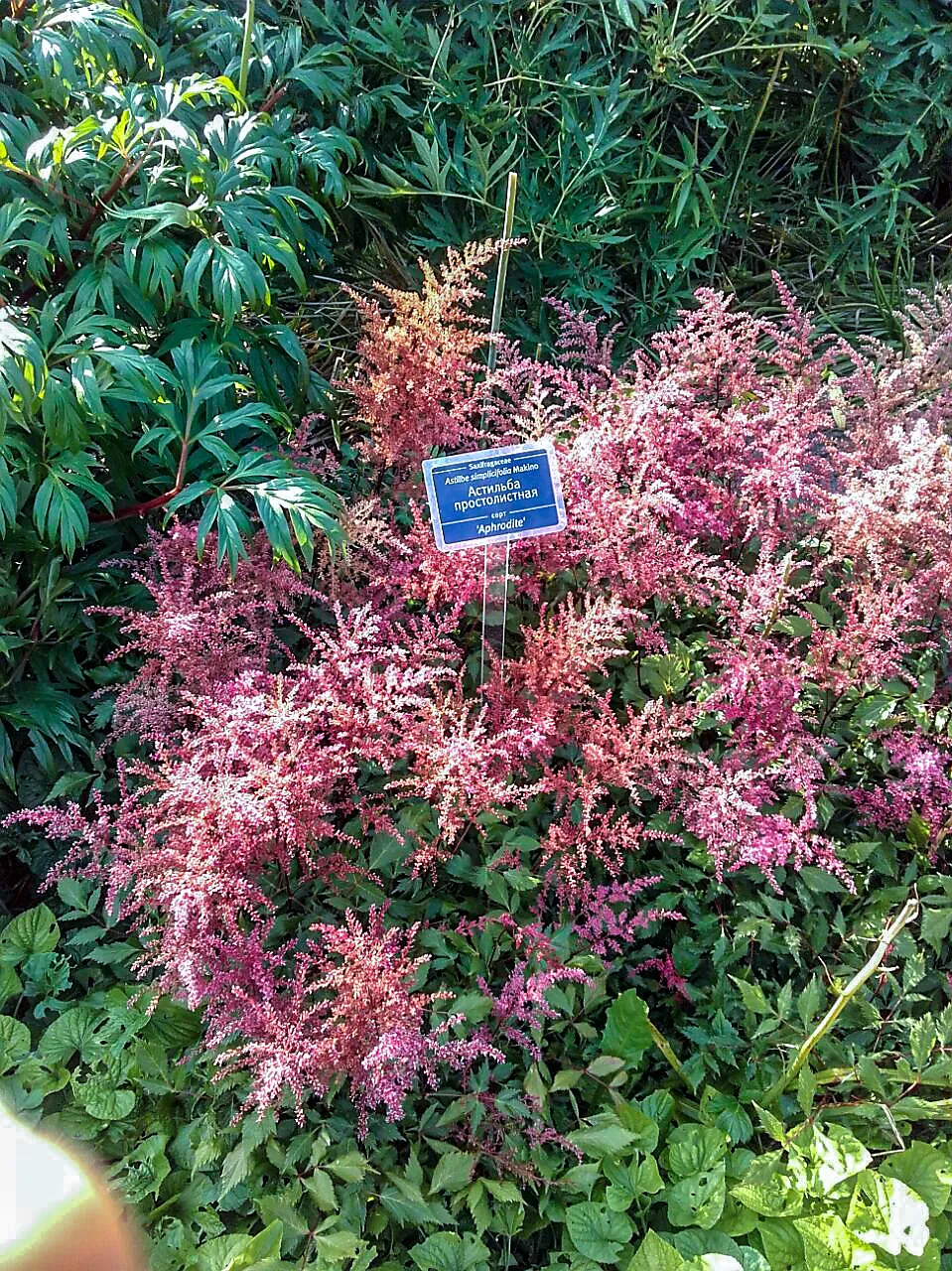 Tollbuga / Astilbe simplicifolia 'Pretty in Pink'