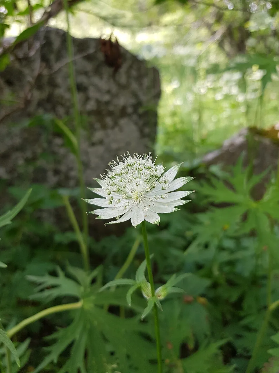 Nagy völgycsillag / Astrantia major 'Cerise Button'