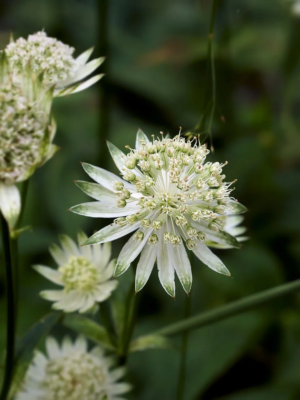 Nagy völgycsillag / Astrantia major 'Pink Button'