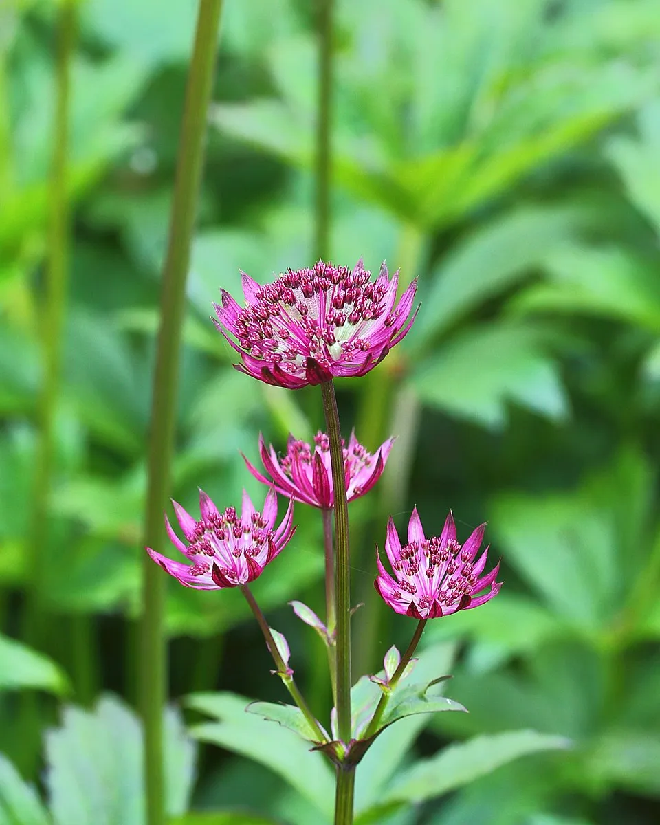 Nagy völgycsillag / Astrantia major 'Pink Button'