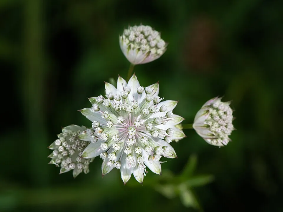 Nagy völgycsillag / Astrantia major 'Pink Button'