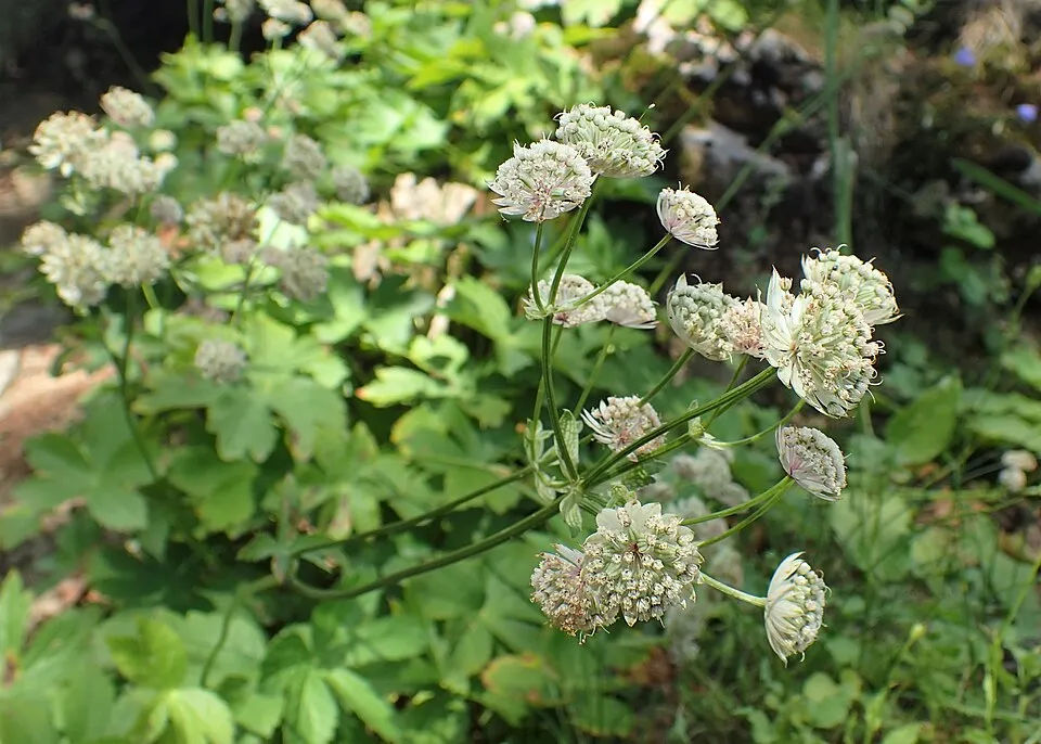 Nagy völgycsillag / Astrantia major SPARKLING STARS® 'Pink'