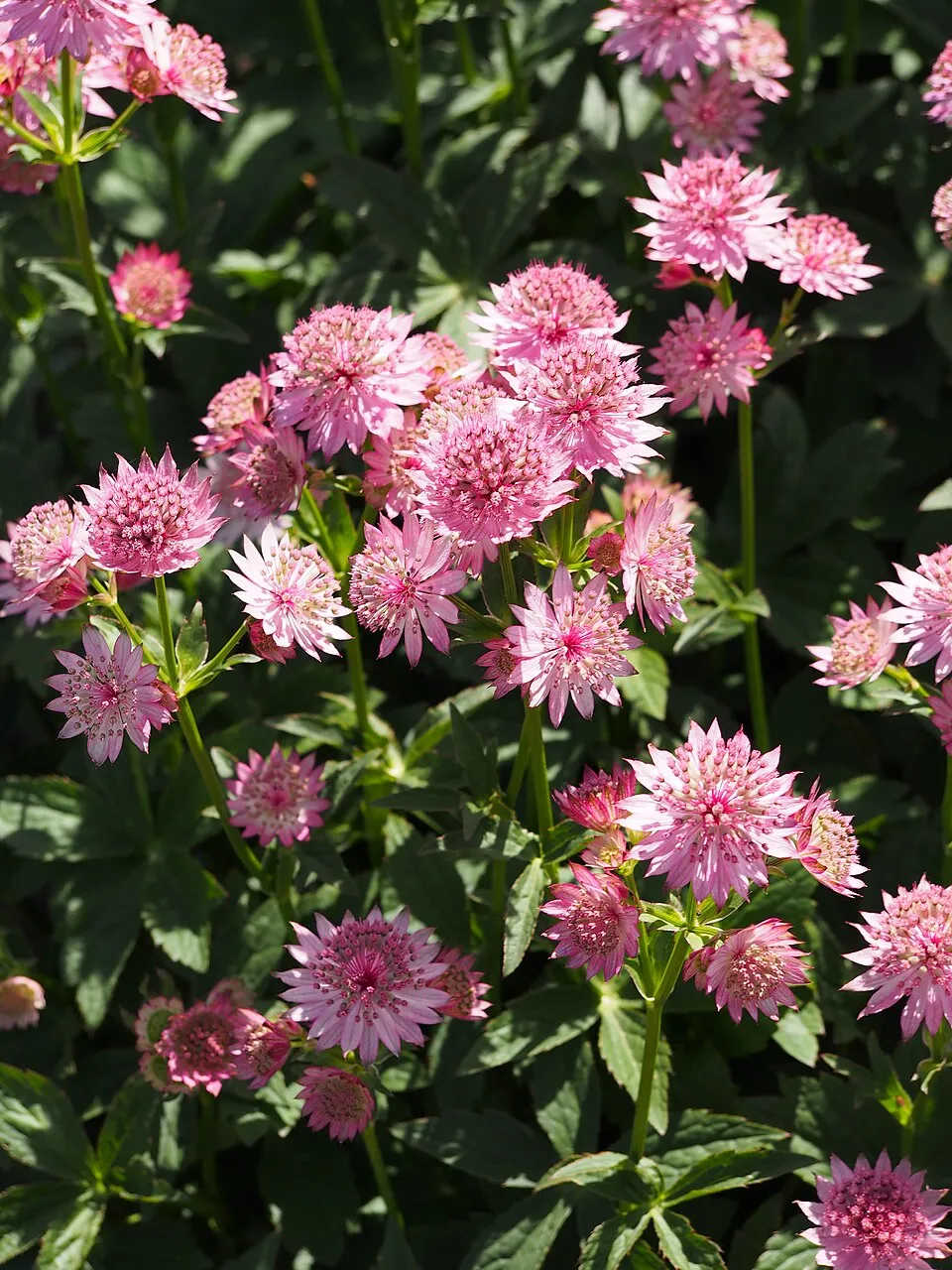 Nagy völgycsillag / Astrantia major SPARKLING STARS® 'Pink'
