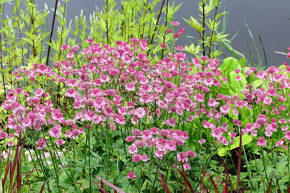 Nagy völgycsillag / Astrantia major 'Superstar®'