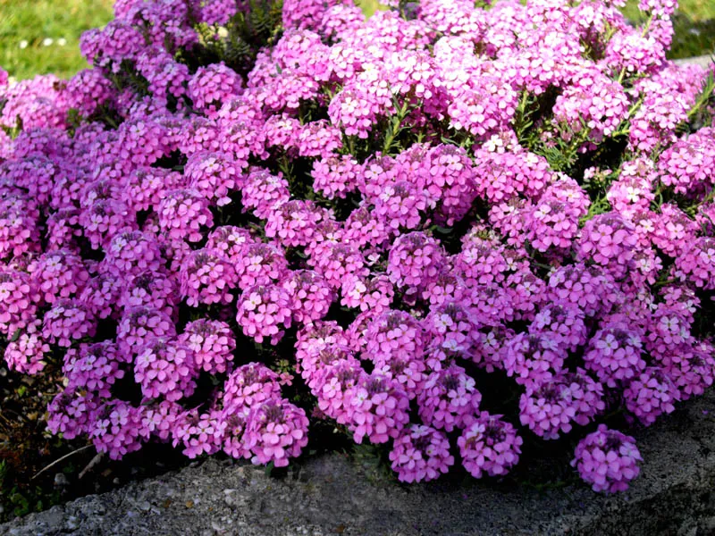 Örmény sulyoktáska / Aethionema armenum 'Warley Ruber'