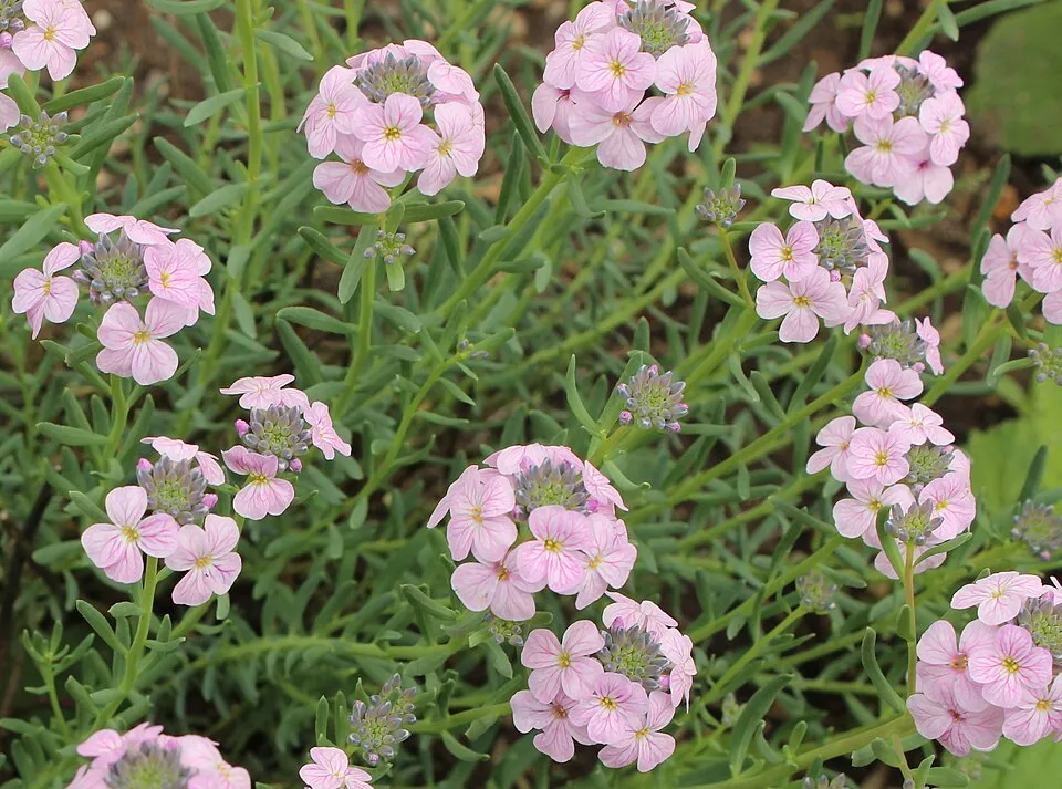 Örmény sulyoktáska / Aethionema armenum 'Warley Ruber'