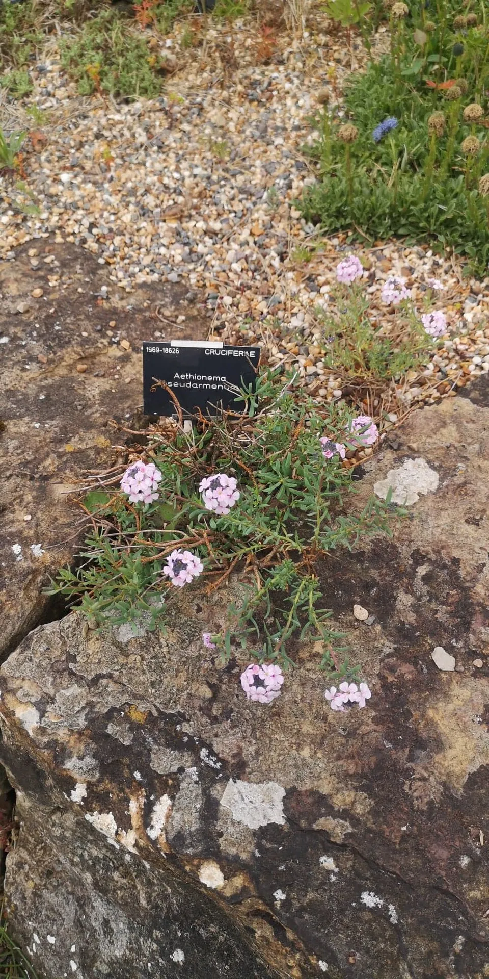 Örmény sulyoktáska / Aethionema armenum 'Warley Ruber'