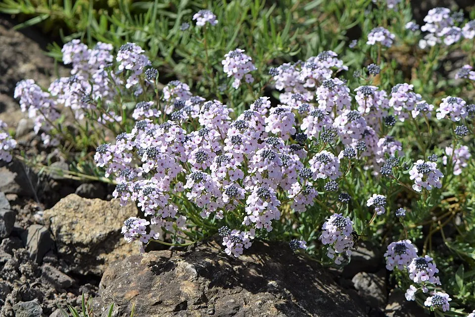 Örmény sulyoktáska / Aethionema armenum 'Warley Ruber'