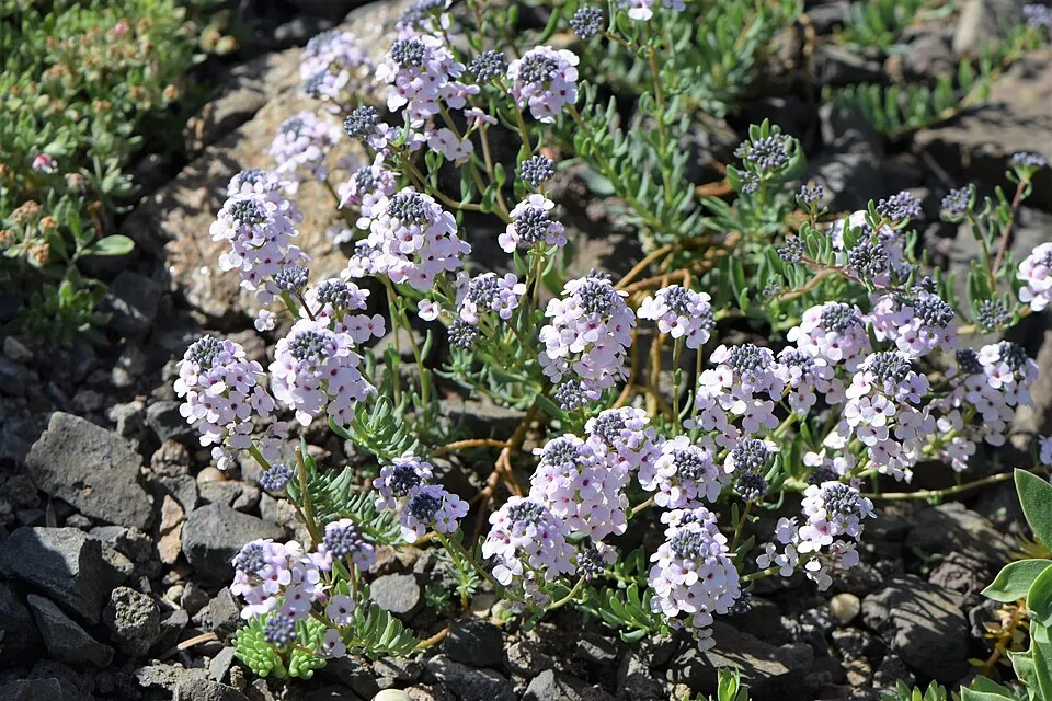 Örmény sulyoktáska / Aethionema armenum 'Warley Ruber'