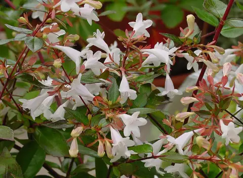 Tárnicslonc / Abelia x grandiflora 'Sherwood'