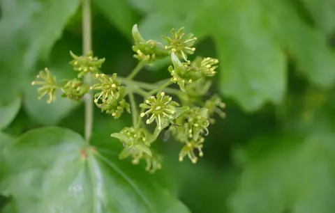 Mezei juhar / Acer campestre