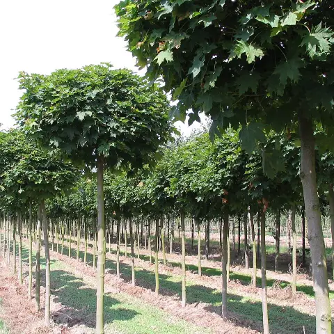 Gömb juhar / Acer platanoides 'Globosum'
