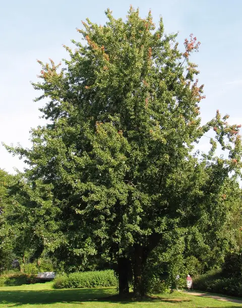 Ezüst juhar / Acer saccharinum