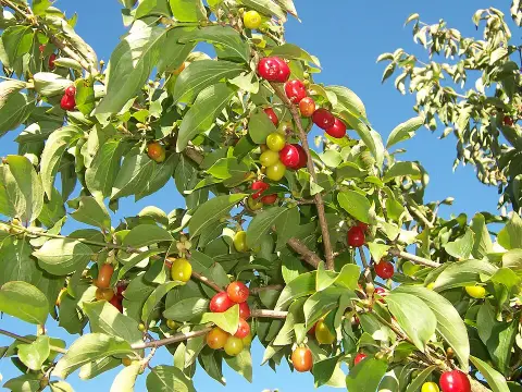 Húsos som / Cornus mas