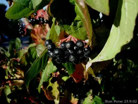 Veresgyűrűs som / Cornus sanguinea
