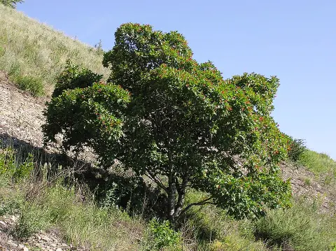 Tatár juhar / Acer tataricum