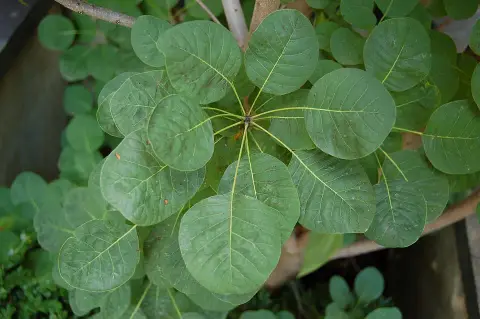 Cserszömörce / Cotinus coggygria