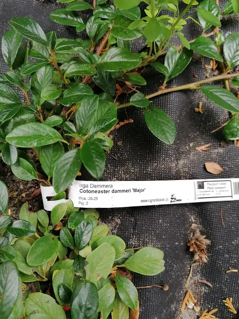 Talajtakaró madárbirs / Cotoneaster dammeri 'Major'