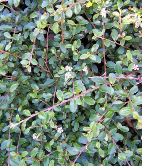 Kerti madárbirs / Cotoneaster horizontalis