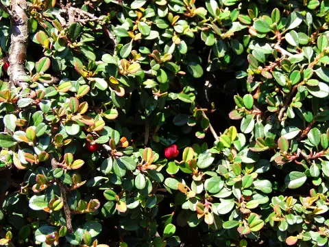 Apró levelű, nepáli madárbirs / Cotoneaster microphyllus