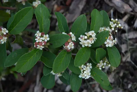 Fűzlevelű talajtakaró madárbirs / Cotoneaster salicifolius 'Parkteppich'