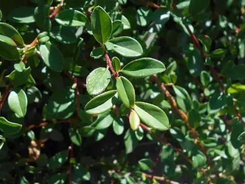 Henye madárbirs / Cotoneaster x suecicus 'Skogholm'