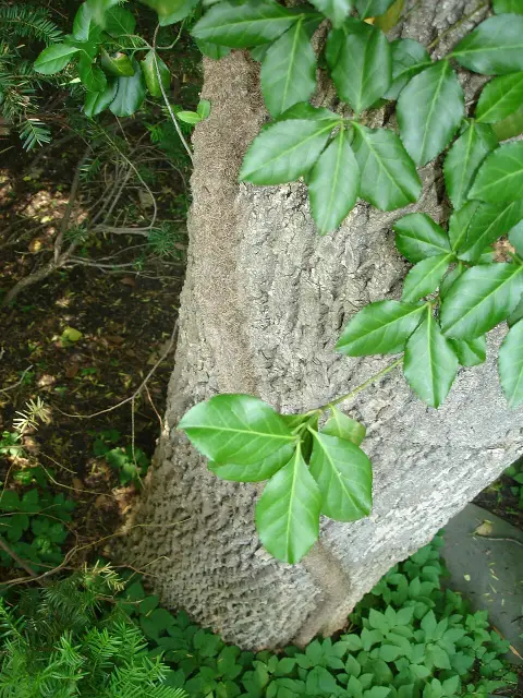 Zöld levelű kecskerágó / Euonymus fortunei 'Dart's Blanket'