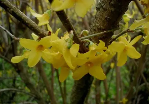 Aranyvessző / Forsythia x intermedia 'Flojor'