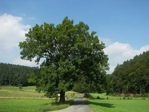 Magas kőris / Fraxinus excelsior 'Althena'