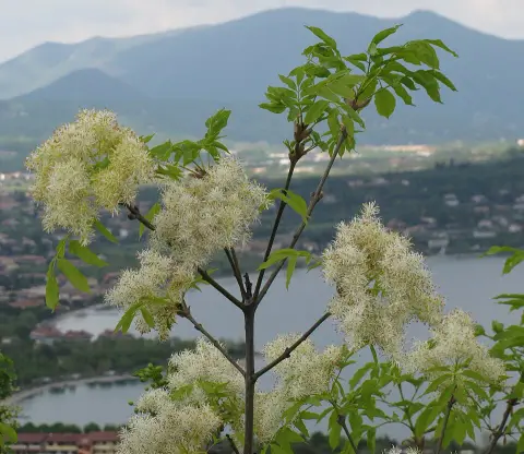 Virágos kőris / Fraxinus ornus