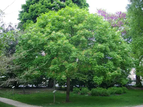 Gömb kőris / Fraxinus ornus 'Mecsek'