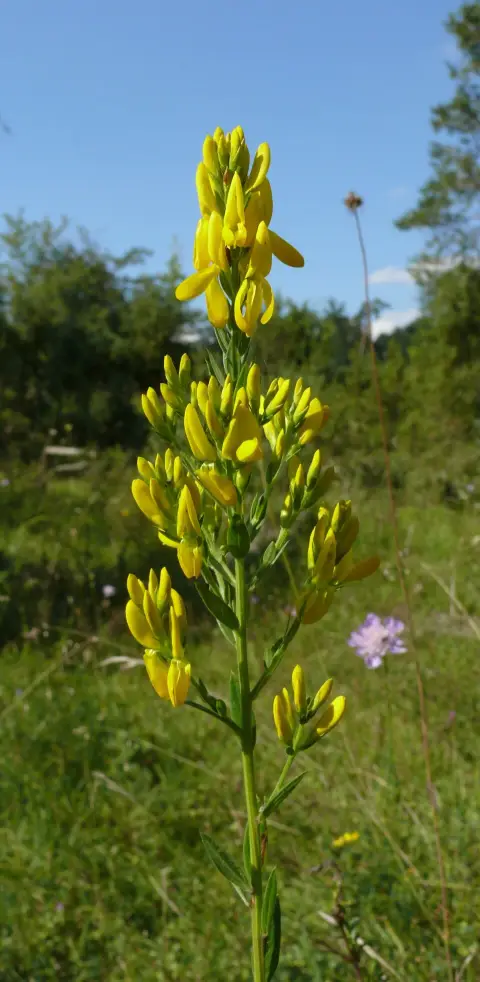 Festő rekettye / Genista tinctoria 'Royal Gold'