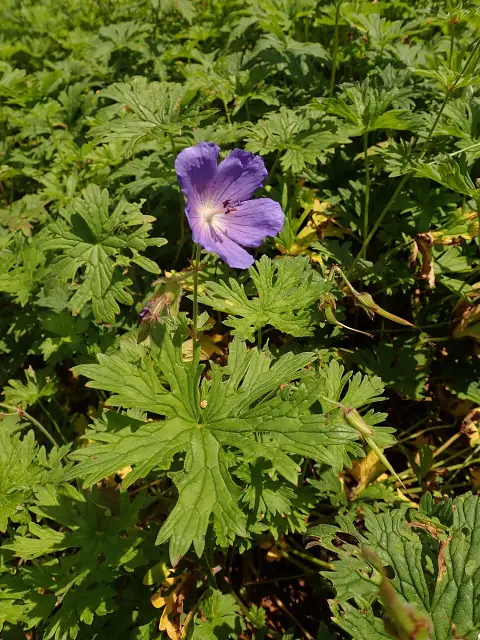 Kék, nagyvirágú gólyaorr / Geranium himalayense 'Baby Blue'