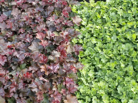 Lila-bordó tűzeső / Heuchera micrantha 'Palace Purple'