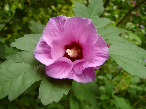 Telt, lilás-rózsaszín virágú mályvacserje / Hibiscus syriacus 'Duc de Brabant'