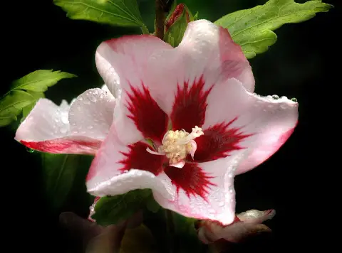 Fehér virágú mályvacserje, bordó torokkal / Hibiscus syriacus 'Red Heart'