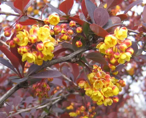 Tarkalevelű vérborbolya / Berberis ottawensis 'Silver Miles'