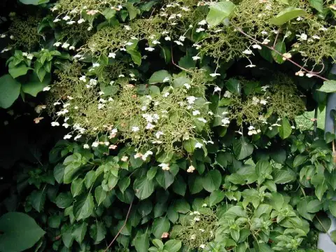 Fehér virágú kúszó hortenzia / Hydrangea anomala 'Petiolaris'