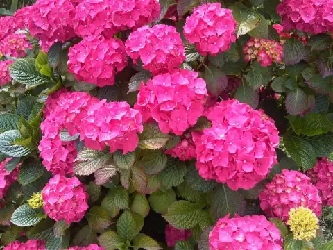 Rózsaszín, gömb virágú kerti hortenzia / Hydrangea macrophylla 'Bouquet Rose'