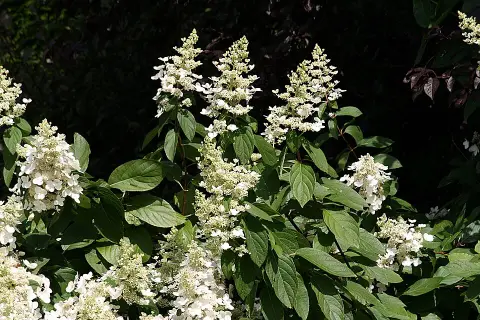 Fehér virágú, kúp alakú, bugás hortenzia / Hydrangea paniculata 'Polar Bear' ®