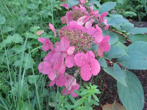 Fehér-sötétbordó virágú bugás hortenzia / Hydrangea paniculata 'Wim's Red' ®