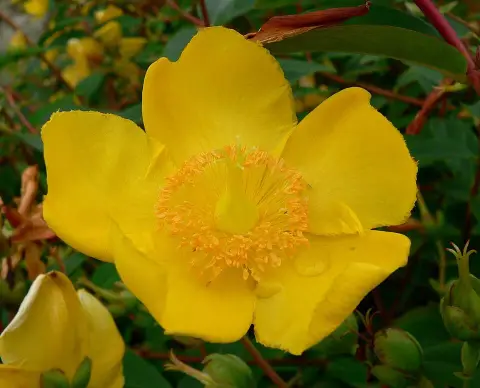 Fél örökzöld orbáncfű / Hypericum 'Hidcote'