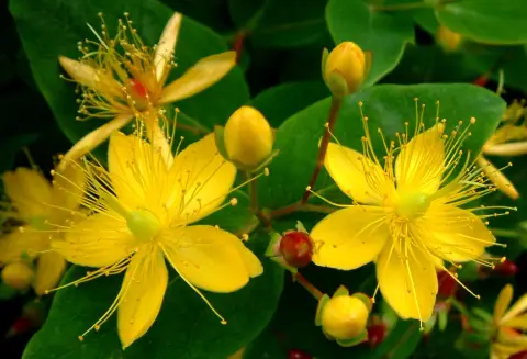 Vörösesbarna bogyós orbáncfű / Hypericum x inodorum 'Excellent Flair'