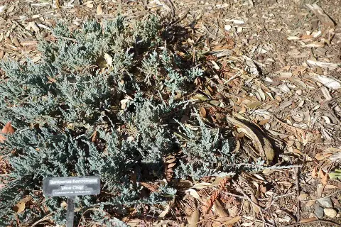 Kék levelű henyeboróka / Juniperus horizontalis 'Blue Chip'