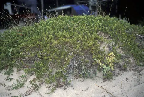 Kék levelű, lassú növekedésű henyeboróka / Juniperus horizontalis 'Ice Blue' ®