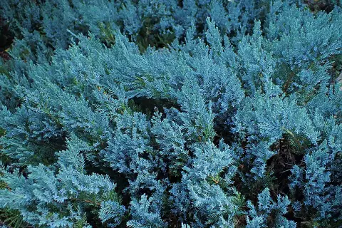 Kék levelű henyeboróka / Juniperus horizontalis 'Willtoonii'