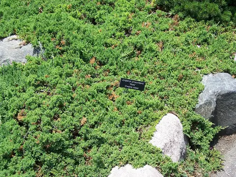 Zöld levelű, törpe kúszóboróka / Juniperus procumbens 'Nana'