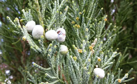 Kék oszlopos boróka / Juniperus scopulorum 'Blue Arrow'