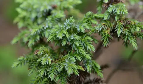 Sárga levelű kúszóboróka / Juniperus x media 'Gold Star'