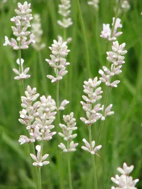 Rózsaszín virágú levendula / Lavandula angustifolia 'Rosea'